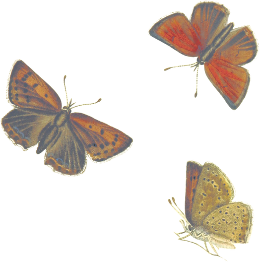 Butterflies